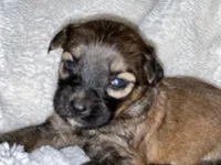 Blondie, a female Miniature Aussiedoodle for sale in Atoka, OK – 3 of 4