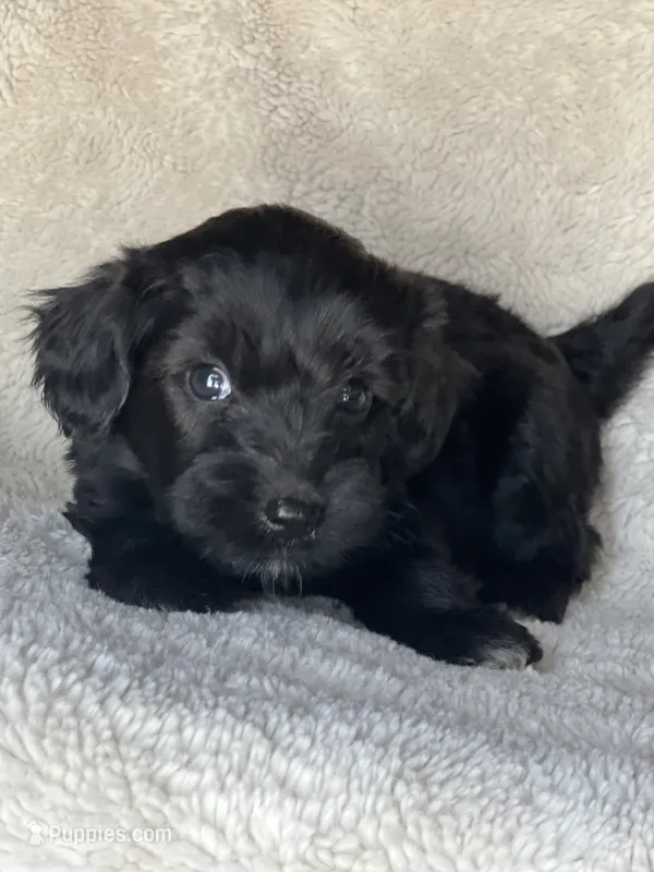 Jet – Miniature Aussiedoodle puppy for sale in Atoka, OK