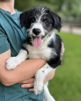 Marley, a female Bordoodle for sale in Atoka, OK – 1 of 3