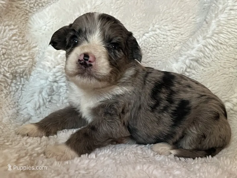 Blitz – Miniature Aussiedoodle puppy for sale in Atoka, OK
