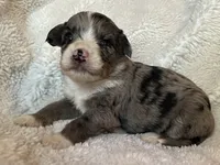 Blitz, a male Miniature Aussiedoodle for sale in Atoka, OK – 1 of 3
