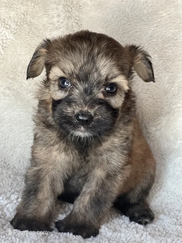 Bailey – Miniature Aussiedoodle puppy for sale in Atoka, OK