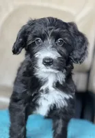 Jake, a male Miniature Aussiedoodle and Miniature Labradoodle for sale in Atoka, OK – 1 of 7
