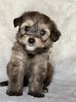 Rollo, a male Miniature Aussiedoodle and Miniature Labradoodle for sale in Atoka, OK – 5 of 9