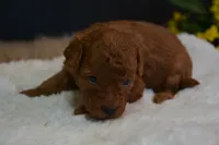 Loki, a male Poodle - Toy  for sale in Ladysmith, WI – 4 of 10