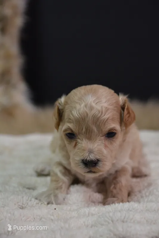 Hershey – Maltipoo puppy for sale in Ladysmith, WI