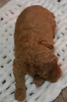Ivy, a female Poodle - Toy  for sale in Ladysmith, WI – 7 of 10