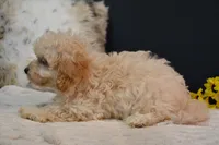 Hudson, a male Maltipoo for sale in Ladysmith, WI – 4 of 10