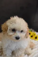 Hudson, a male Maltipoo for sale in Ladysmith, WI – 10 of 10