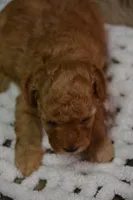 Gipsy, a female Poodle - Toy  for sale in Ladysmith, WI – 9 of 10