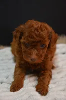 Fitz, a male Poodle - Toy  for sale in Ladysmith, WI – 1 of 8
