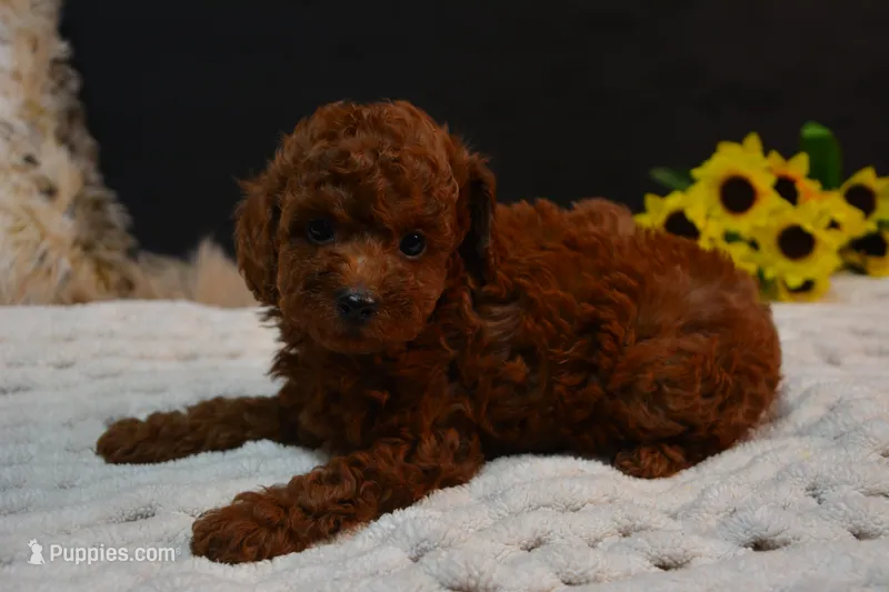 Kip -AKC – Poodle - Toy  puppy for sale in Ladysmith, WI