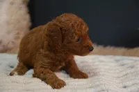 Jax, a female Poodle - Toy  for sale in Ladysmith, WI – 5 of 10