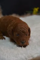 Kallie, a female Poodle - Toy  for sale in Ladysmith, WI – 3 of 8