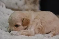 Harley, a male Maltipoo for sale in Ladysmith, WI – 2 of 9
