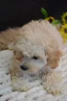 Hudson, a male Maltipoo for sale in Ladysmith, WI – 5 of 10