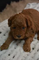 Ivy, a female Poodle - Toy  for sale in Ladysmith, WI – 9 of 10