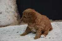 Izzy, a female Poodle - Toy  for sale in Ladysmith, WI – 3 of 10