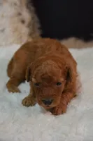 Kai, a male Poodle - Toy  for sale in Ladysmith, WI – 8 of 10