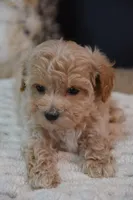 Hershey, a male Maltipoo for sale in Ladysmith, WI – 6 of 8
