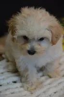 Harley, a male Maltipoo for sale in Ladysmith, WI – 8 of 8