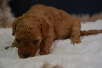Luca, a male Poodle - Toy  for sale in Ladysmith, WI – 1 of 8