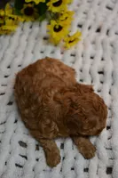 Felix , a male Poodle - Toy  for sale in Ladysmith, WI – 3 of 8