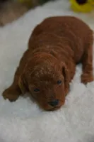 Kiki, a female Poodle - Toy  for sale in Ladysmith, WI – 3 of 9