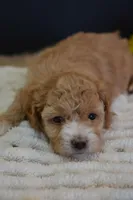 Aspen, a female Maltipoo for sale in Ladysmith, WI – Photo 2 of 10