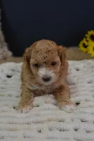 Aspen, a female Maltipoo for sale in Ladysmith, WI – Photo 7 of 10
