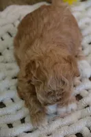 Aspen, a female Maltipoo for sale in Ladysmith, WI – Photo 10 of 10