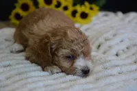 Aspen, a female Maltipoo for sale in Ladysmith, WI – Photo 5 of 10
