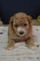 Aspen, a female Maltipoo for sale in Ladysmith, WI – Photo 6 of 10