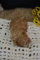 Aspen, a female Maltipoo for sale in Ladysmith, WI – Photo 9 of 10