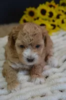 Aspen, a female Maltipoo for sale in Ladysmith, WI – Photo 1 of 10
