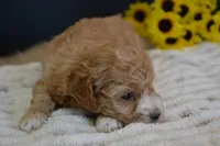 Aspen, a female Maltipoo for sale in Ladysmith, WI – Photo 8 of 10