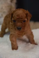 Leo, a male Poodle - Toy  for sale in Ladysmith, WI – 5 of 8