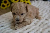 Forest, a male Maltipoo for sale in Ladysmith, WI – Photo 6 of 10