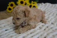 Forest, a male Maltipoo for sale in Ladysmith, WI – Photo 4 of 10