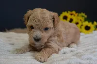 Forest, a male Maltipoo for sale in Ladysmith, WI – Photo 1 of 10