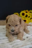 Forest, a male Maltipoo for sale in Ladysmith, WI – Photo 5 of 10