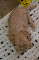 Forest, a male Maltipoo for sale in Ladysmith, WI – Photo 8 of 10