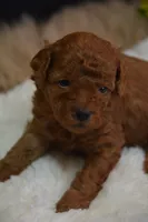 Loki, a male Poodle - Toy  for sale in Ladysmith, WI – 7 of 10