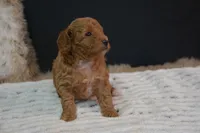 Izzy, a female Poodle - Toy  for sale in Ladysmith, WI – 4 of 10