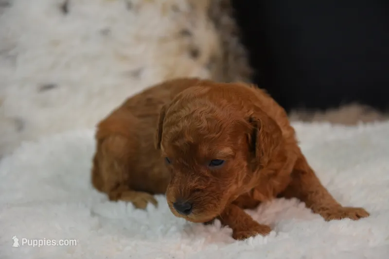 Kai – Poodle - Toy  puppy for sale in Ladysmith, WI