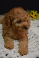 Caesar, a male Poodle - Toy  for sale in Ladysmith, WI – 9 of 10