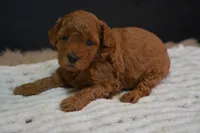 Ivy, a female Poodle - Toy  for sale in Ladysmith, WI – 8 of 10