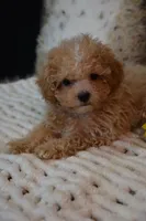 Hugo, a male Maltipoo for sale in Ladysmith, WI – 2 of 10