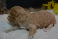 Dusty, a male Maltipoo for sale in Ladysmith, WI – 5 of 6