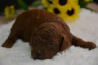 Kip, a male Poodle - Toy  for sale in Ladysmith, WI – 6 of 9